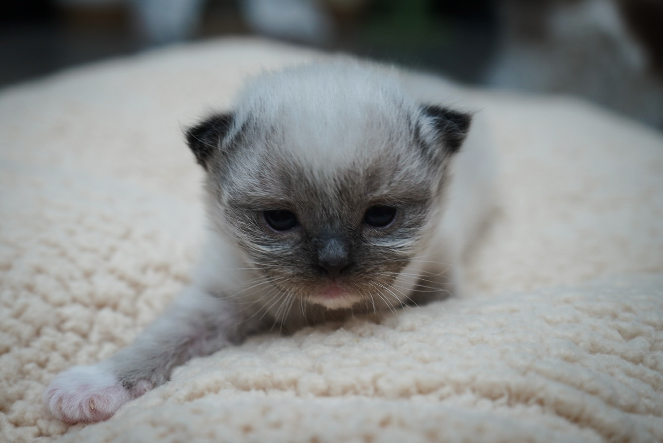 Seal Mitted Boy, a Ragdoll kitten