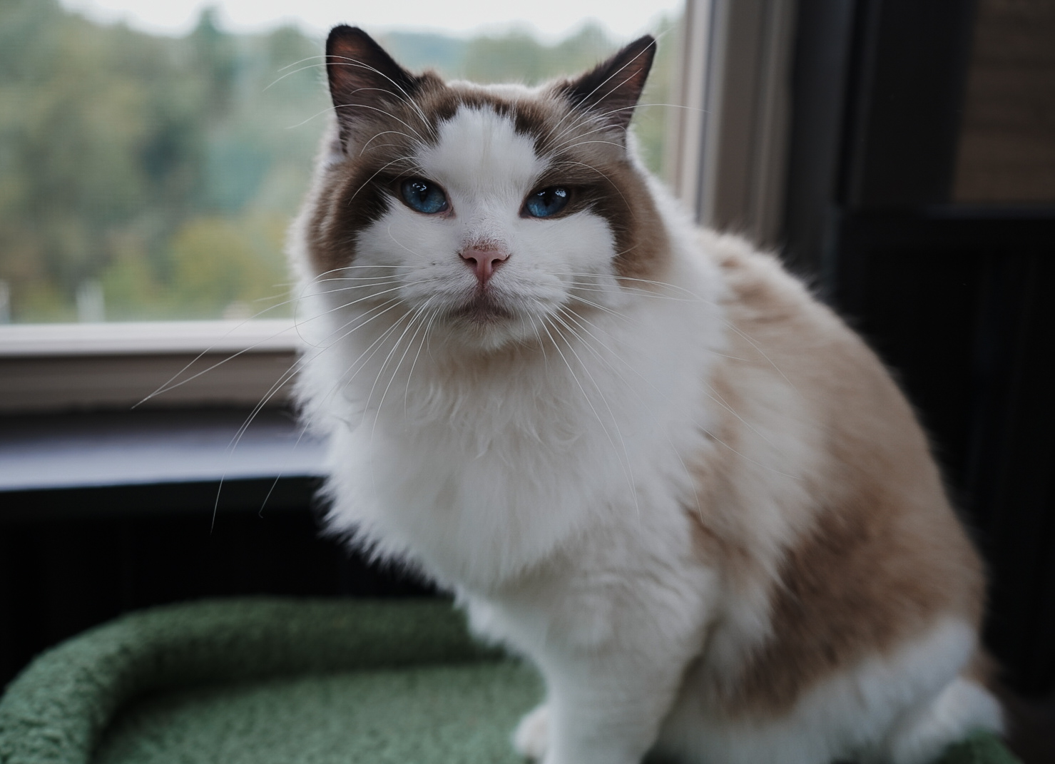 Poppy, a Seal Point Bicolor Ragdoll, resting by a sunlit window at home