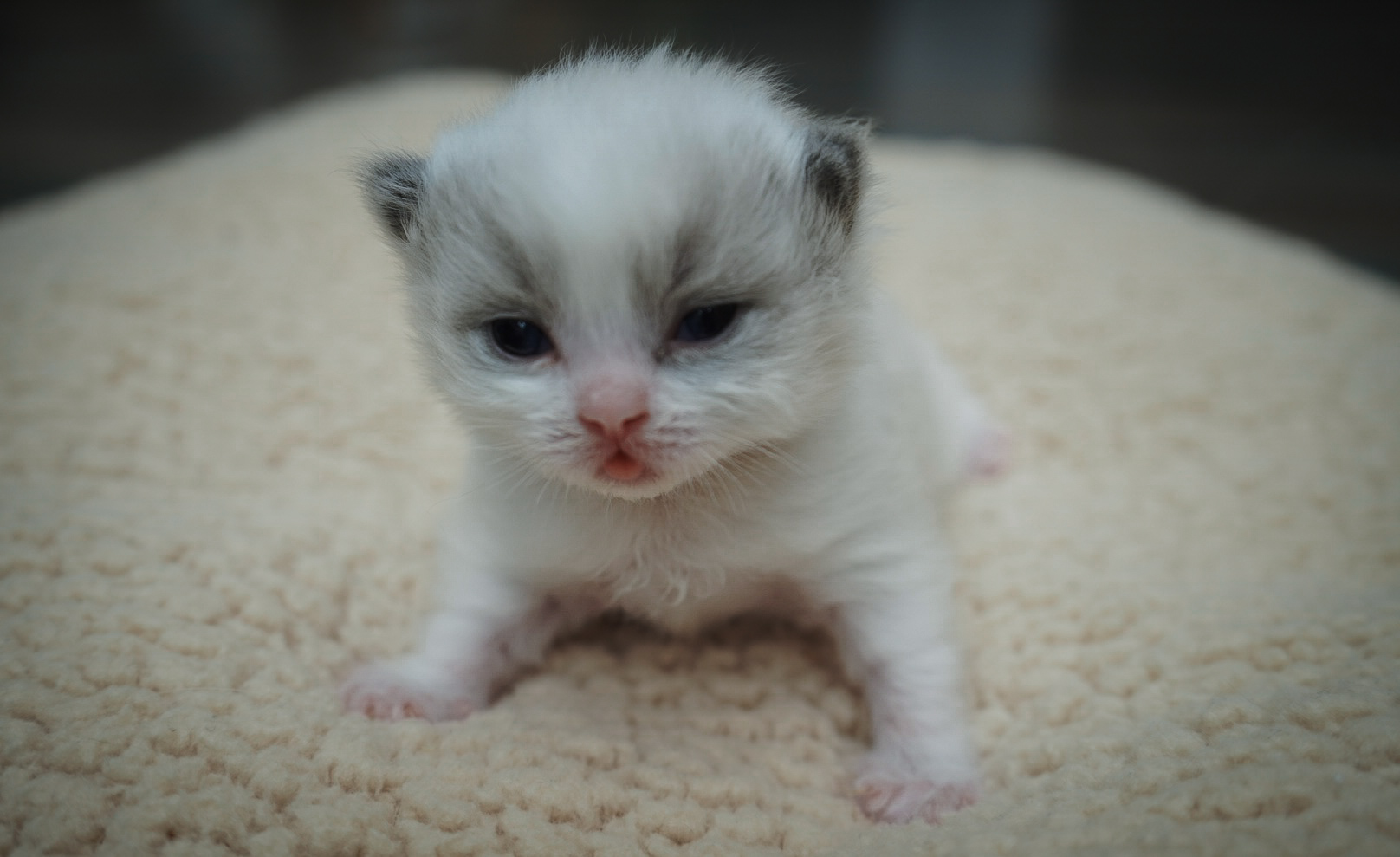 Blue Bicolor Girl, a Ragdoll kitten
