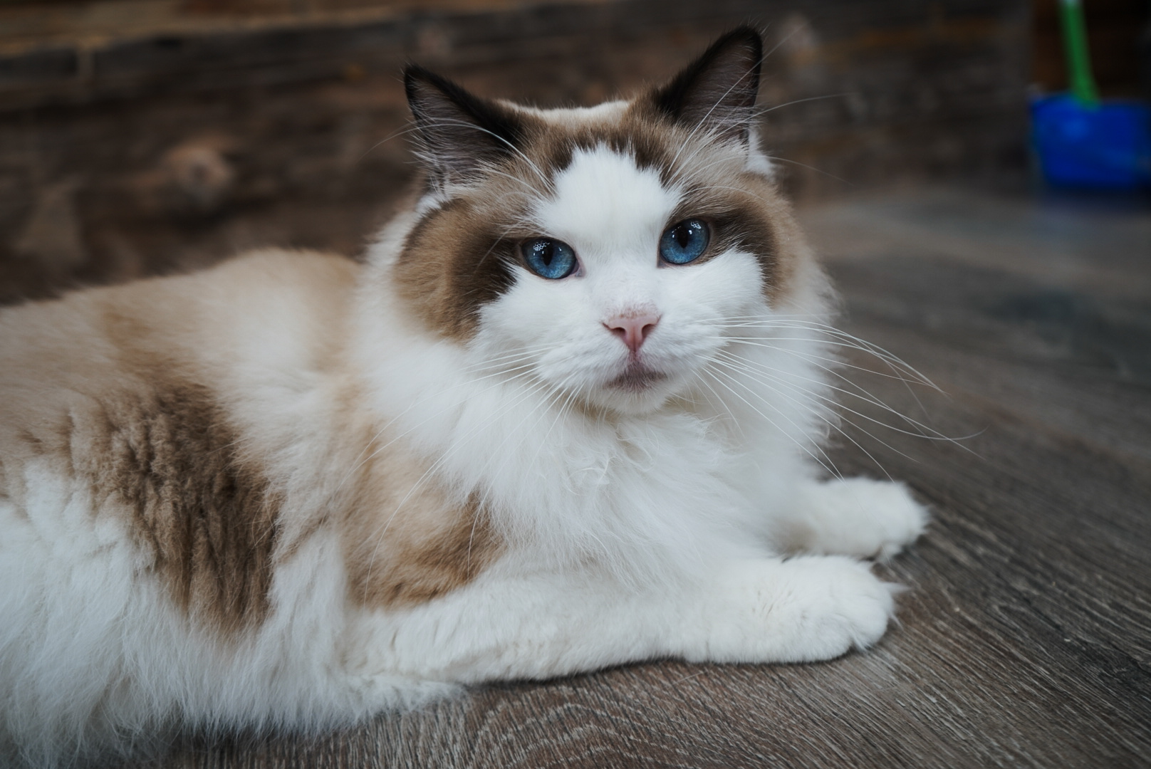 Close portrait of Poppy, a Seal Point Bicolor Ragdoll with blue eyes