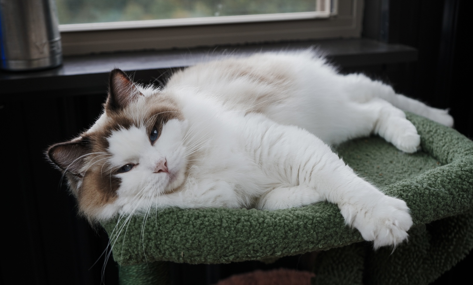 Poppy, a Seal Bicolor Point Ragdoll queen