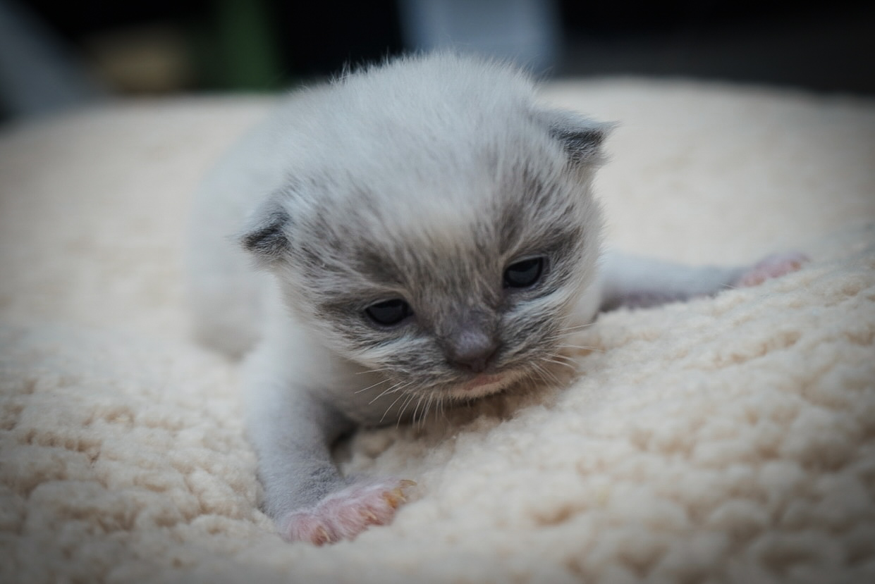 Blue Mitted Boy, a Ragdoll kitten