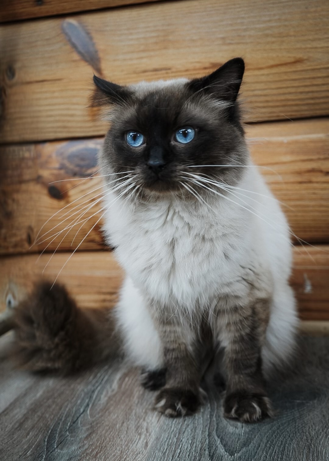 Theodore, a Seal Point Ragdoll, sitting against a wood backdrop