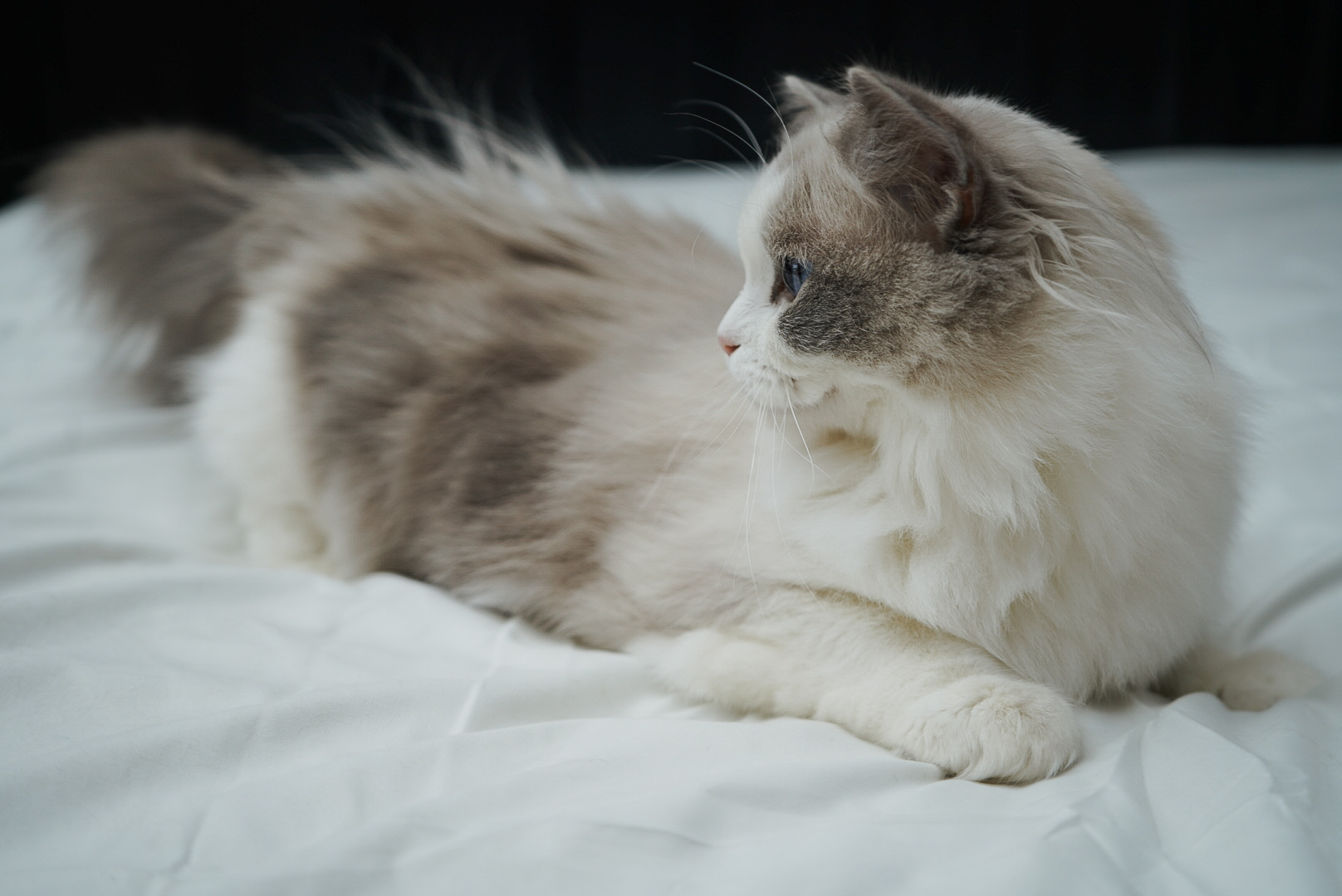 Penelope, a Blue Point Bicolor Ragdoll, resting on a soft white bed