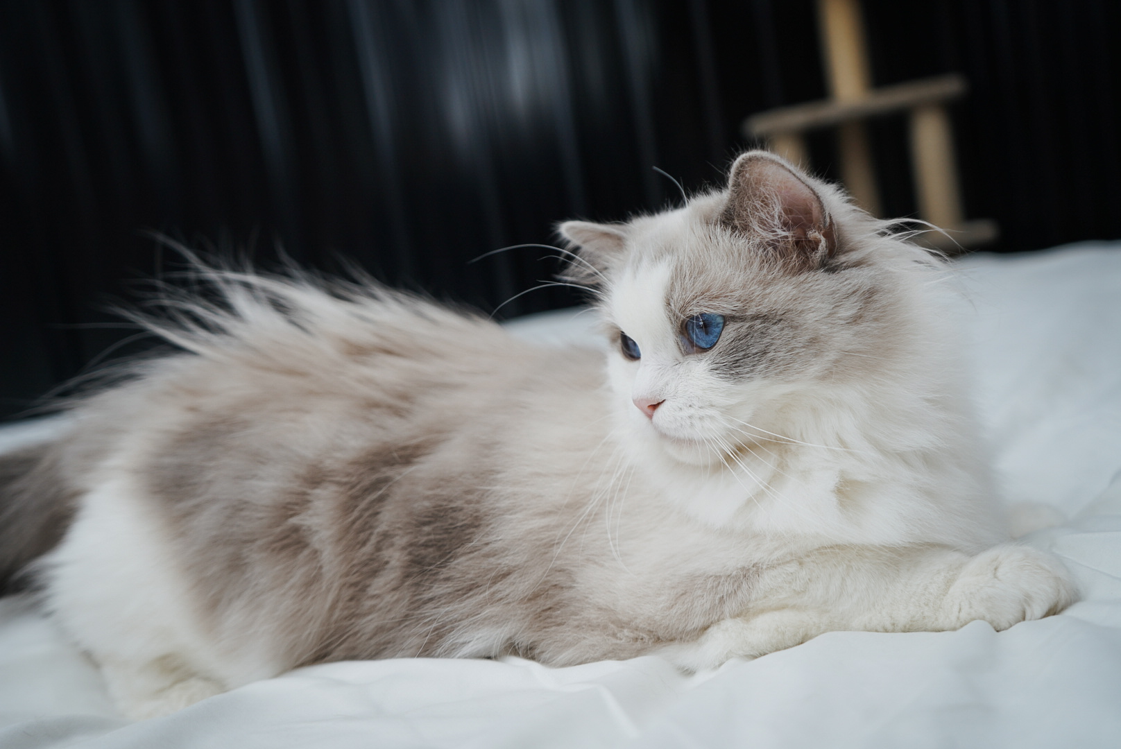 Penelope, a Blue Point Bicolor Ragdoll, relaxing on a soft blanket