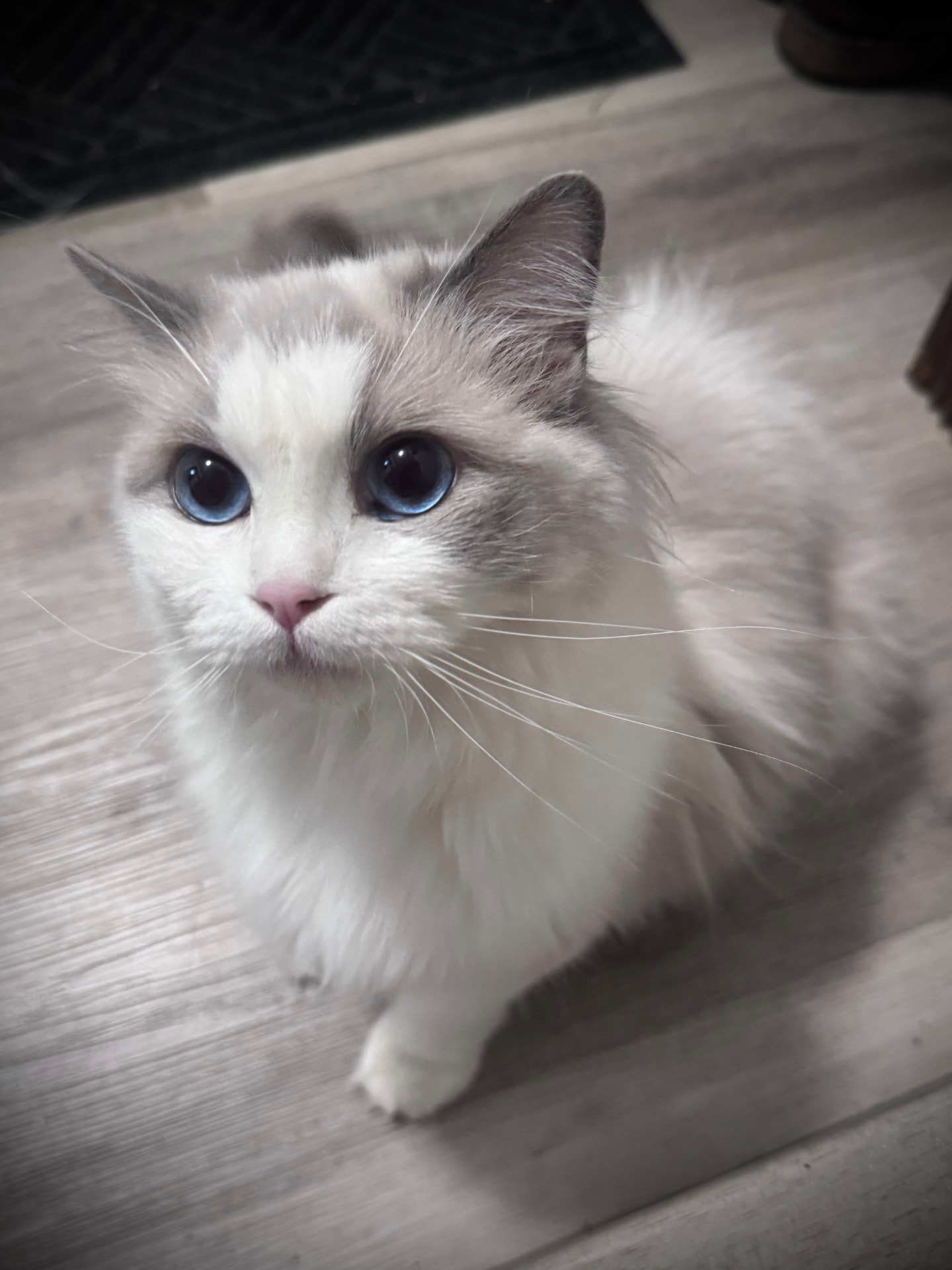 Penelope — photo