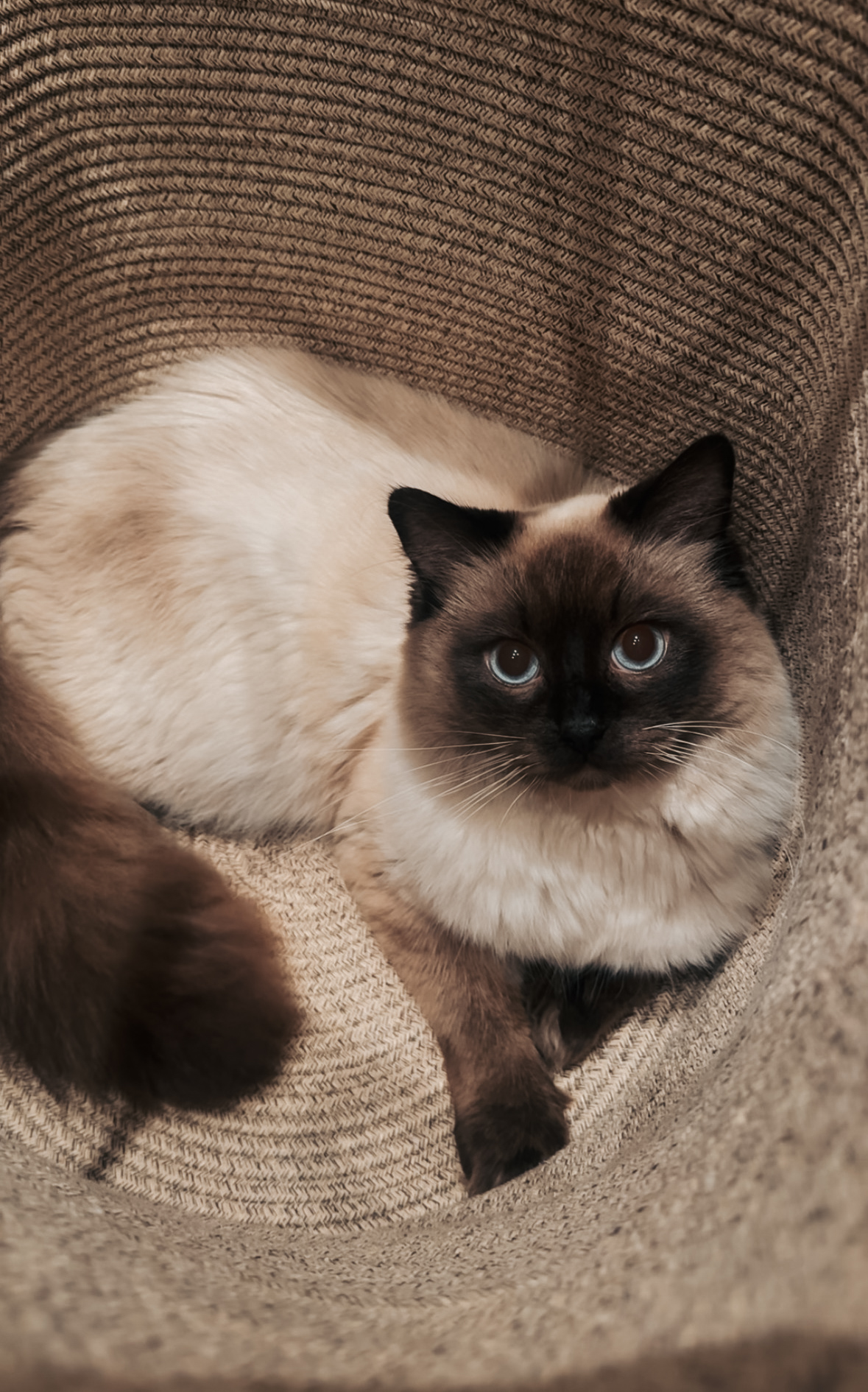 Theodore — photo