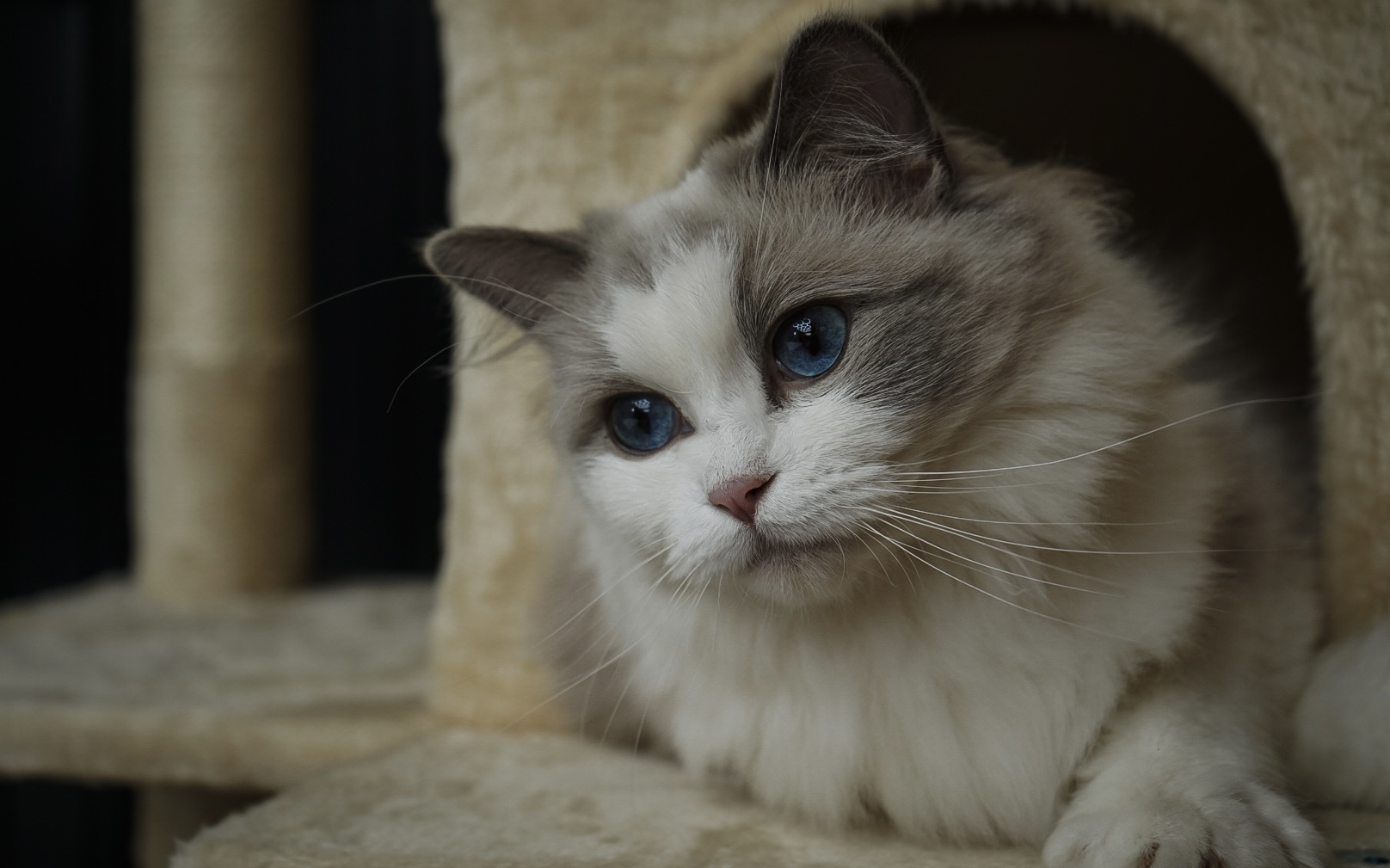 Penelope, a Blue Bicolor Point Ragdoll queen