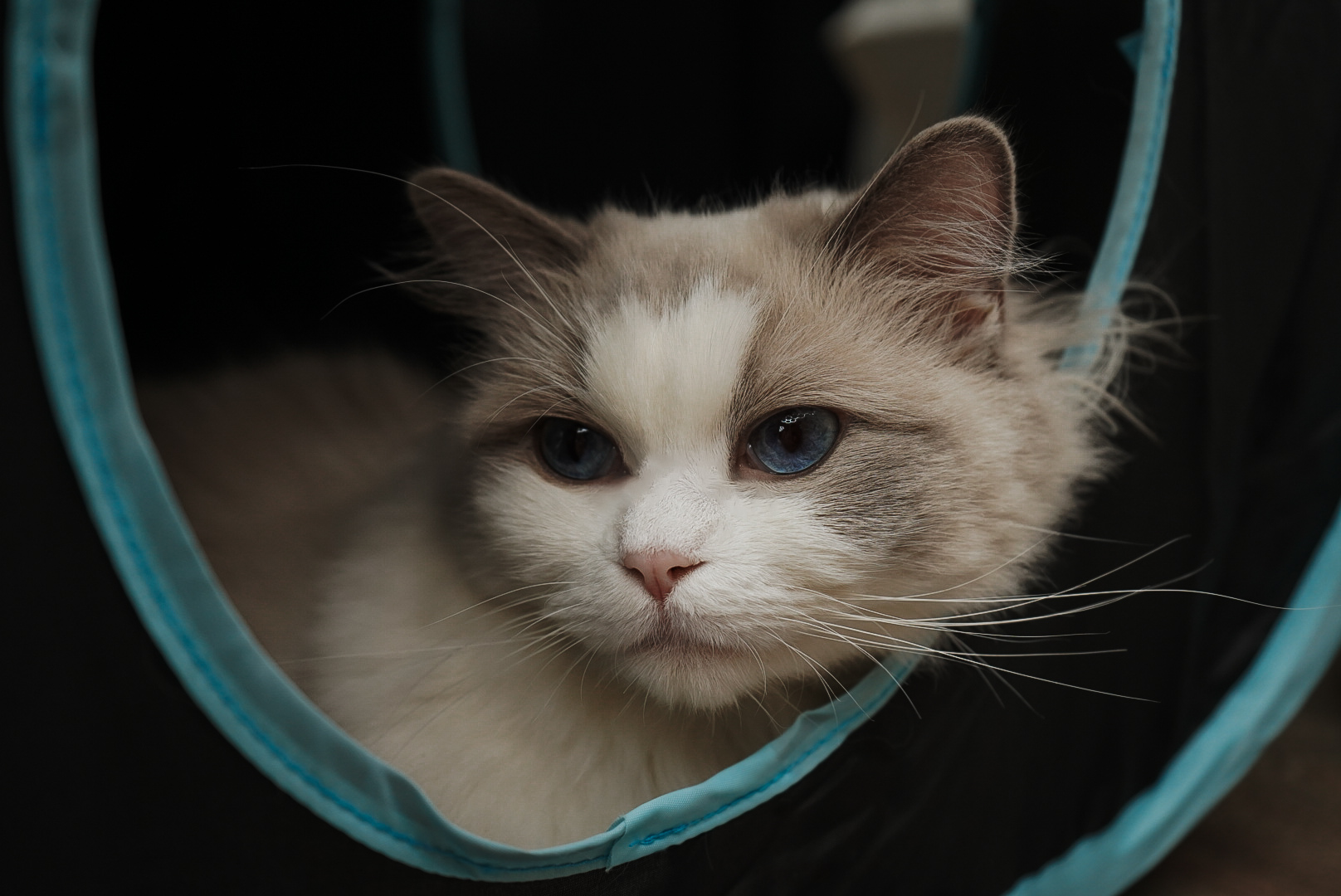 Poppy, a Seal Point Bicolor Ragdoll, peeking out of a play tunnel