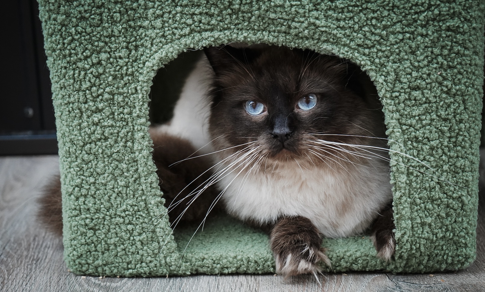 Theodore, a Seal Point Ragdoll, resting in a cozy cat cube