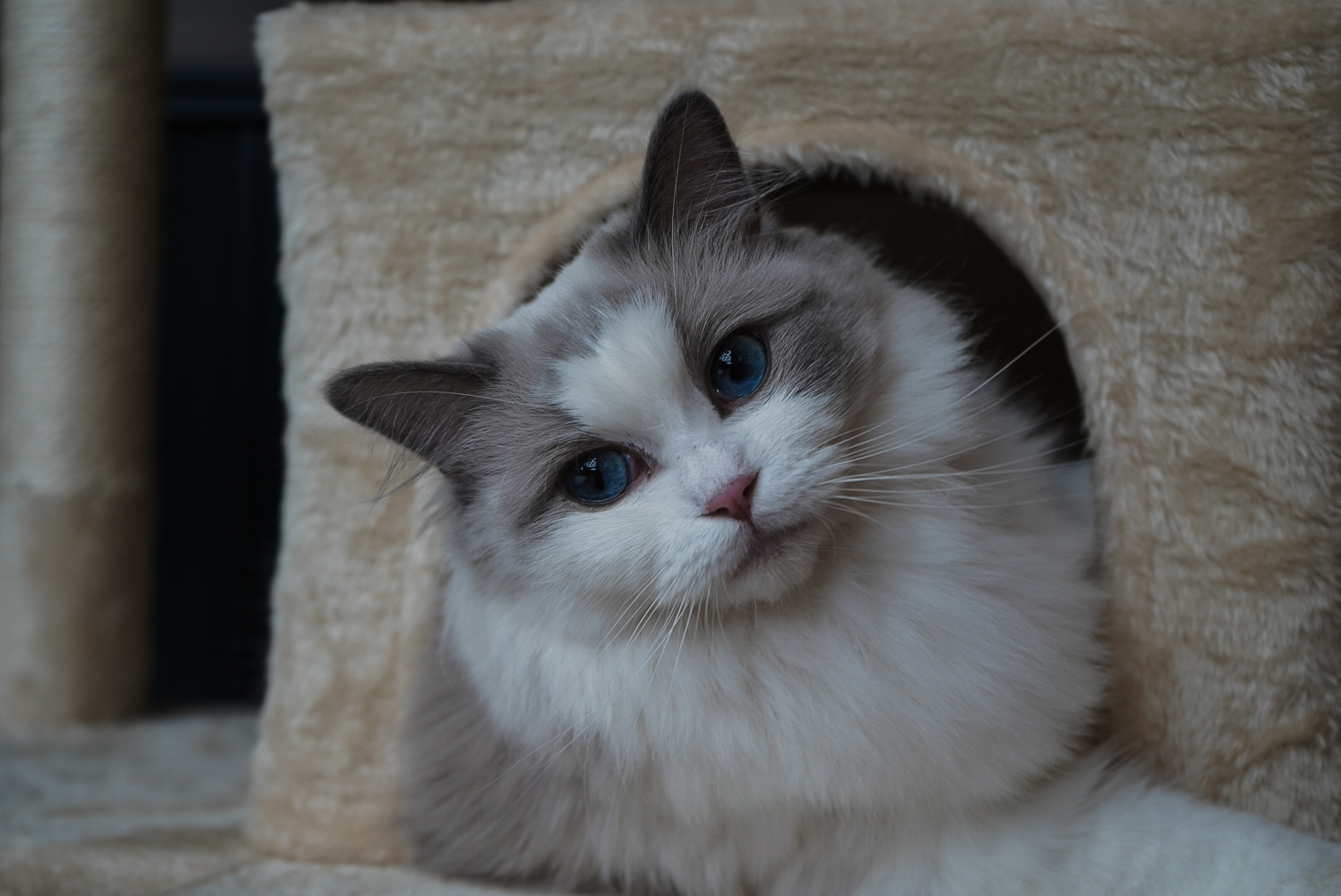 Penelope, a Blue Point Bicolor Ragdoll, relaxing in her cat tree at home